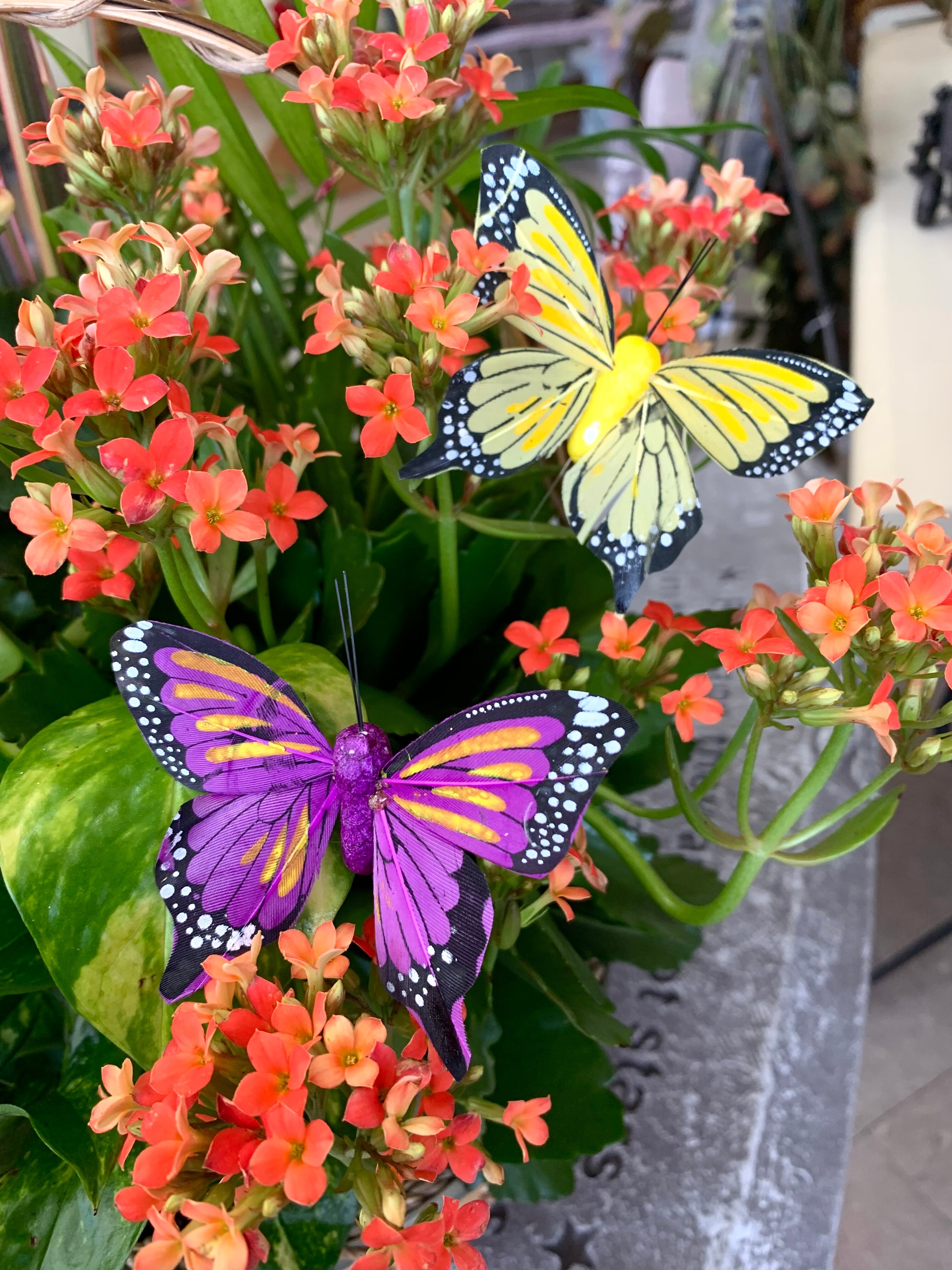 Butterflies